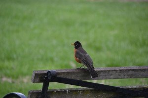 bird