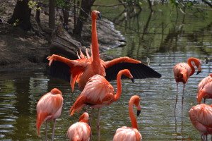 flamingo